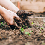 รู้จัก Human Composting ตายแล้วเป็นปุ๋ย ทางเลือกใหม่ของการจัดการศพอย่างยั่งยืน 