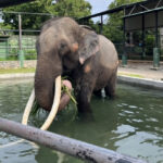 ‘พลายศักดิ์สุรินทร์’ เมื่อทูตสันถวไมตรีถูกทารุณ ใครจะเป็นผู้รับผิดชอบ!?  