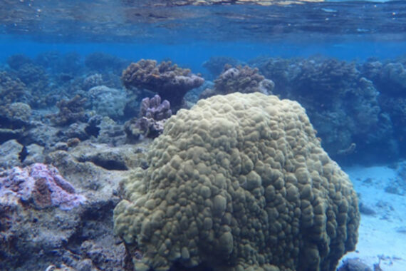 มหาสมุทรที่ร้อนระอุทำให้การระบาดของไวรัสในปะการังรุนแรงยิ่งขึ้น