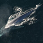 อนุมัติแล้ว! ‘วาฬสีน้ำเงิน’ ขึ้นทะเบียนสัตว์ป่าสงวน หวั่นใกล้สูญพันธุ์ 
