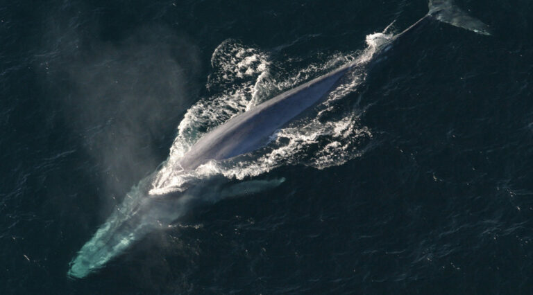 อนุมัติแล้ว! ‘วาฬสีน้ำเงิน’ ขึ้นทะเบียนสัตว์ป่าสงวน หวั่นใกล้สูญพันธุ์ 