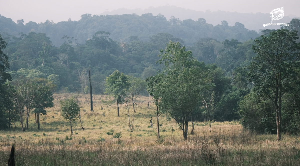 ประกาศแล้ว! ผืนป่าอนุรักษ์แห่งใหม่ของประเทศไทย ‘เขตห้ามล่าสัตว์ป่าห้วยทับเสลา-ห้วยระบำ’