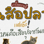 เสือปลา (Fishing cat)