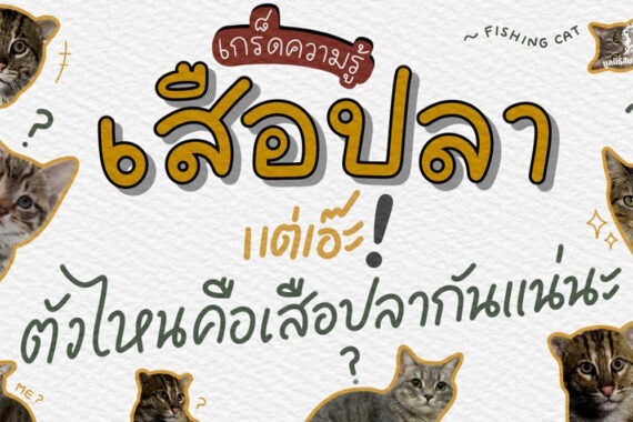 เสือปลา (Fishing cat)