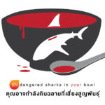 ไวล์ดเอด-ทีมนักวิจัยเผยผลวิจัยดีเอ็นเอพบหูฉลามที่ขายในไทยกว่า 60 % มาจากฉลามที่เสี่ยงสูญพันธ์ุ