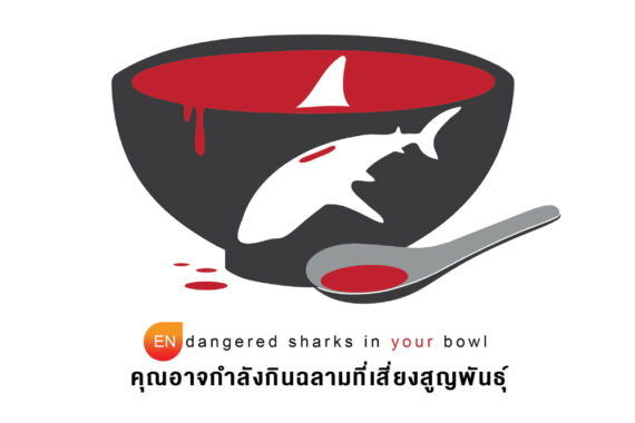 ไวล์ดเอด-ทีมนักวิจัยเผยผลวิจัยดีเอ็นเอพบหูฉลามที่ขายในไทยกว่า 60 % มาจากฉลามที่เสี่ยงสูญพันธ์ุ