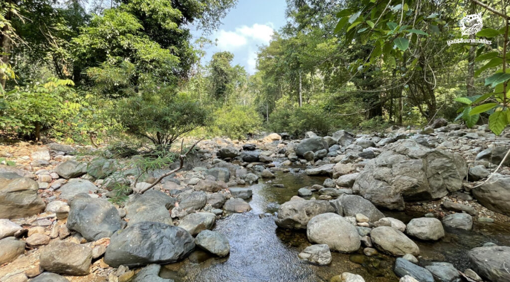 เพราะเหตุใดการสร้างฝายในป่าถึงไม่ใช่สิ่งดี