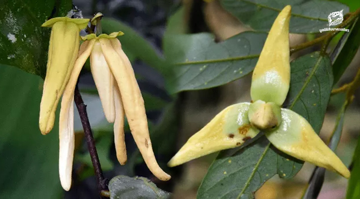 ค้นพบพืชชนิดใหม่ของโลกที่ป่าฮาลา-บาลา แสดงถึงความอุดมสมบูรณ์ของระบบนิเวศป่าของไทย 