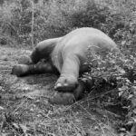 ช้างป่าภูหลวงถูกยิง เหตุความขัดแย้งที่ต้องเร่งหาทางออก