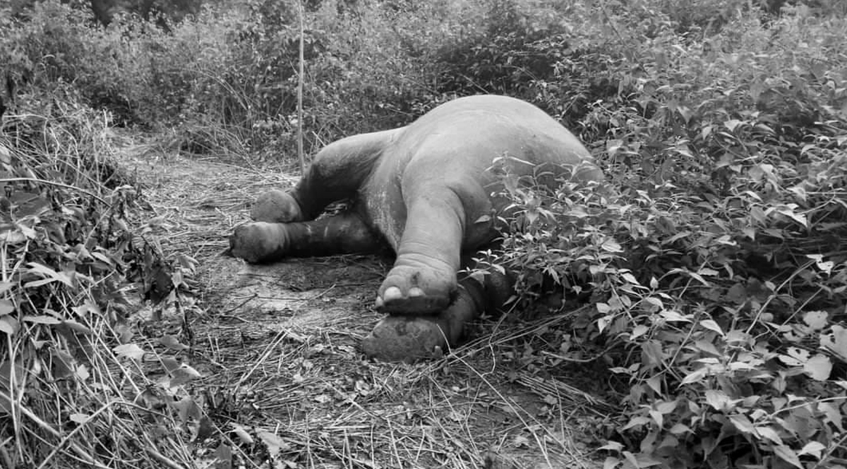 ช้างป่าภูหลวงถูกยิง เหตุความขัดแย้งที่ต้องเร่งหาทางออก