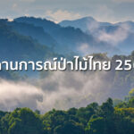 สถานการณ์ป่าไม้ไทย 2565