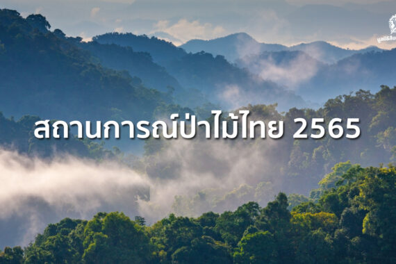 สถานการณ์ป่าไม้ไทย 2565