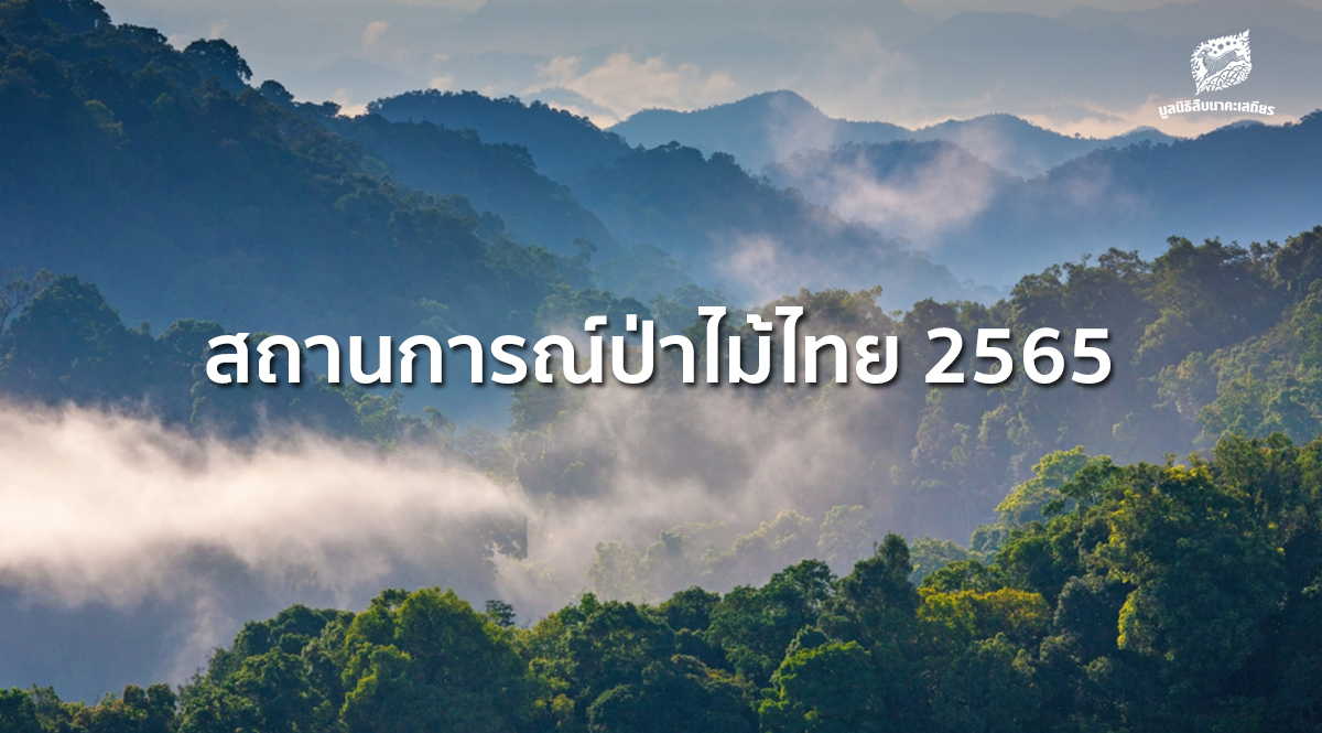 สถานการณ์ป่าไม้ไทย 2565