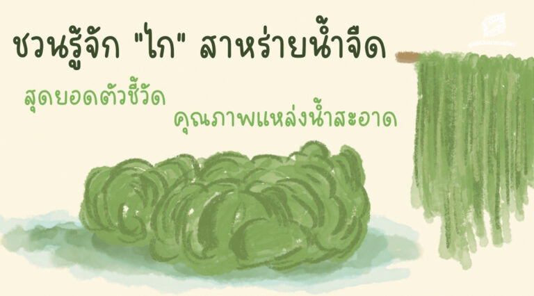 ชวนรู้จัก ‘ไก’ สาหร่ายน้ำจืด สุดยอดตัวชี้วัดคุณภาพแหล่งน้ำที่สะอาด