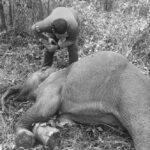 พบลูกช้างป่าถูกยิงหลายนัด กลางป่ายูคาลิปตัส ยังหาผู้กระทำผิดไม่ได้ 