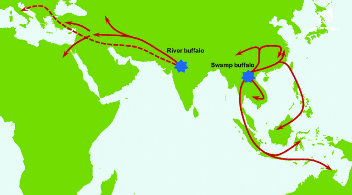 พันธุกรรมควายปลัก (Swamp buffalo) ในประเทศไทยมีเอกลักษณ์ที่จะเป็นต้นกำเนิดเผ่าพันธุ์ของควายปลักได้