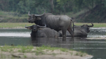 การติดตามการเปลี่ยนแปลงประชากร การกระจาย และชนิดพืชอาหารของ ‘ควายป่า’