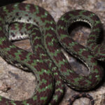 ค้นพบ ‘งูหางไหม้เขาหินปูน’ งูชนิดใหม่ของโลก ที่อุทยานแห่งชาติทะเลบัน  