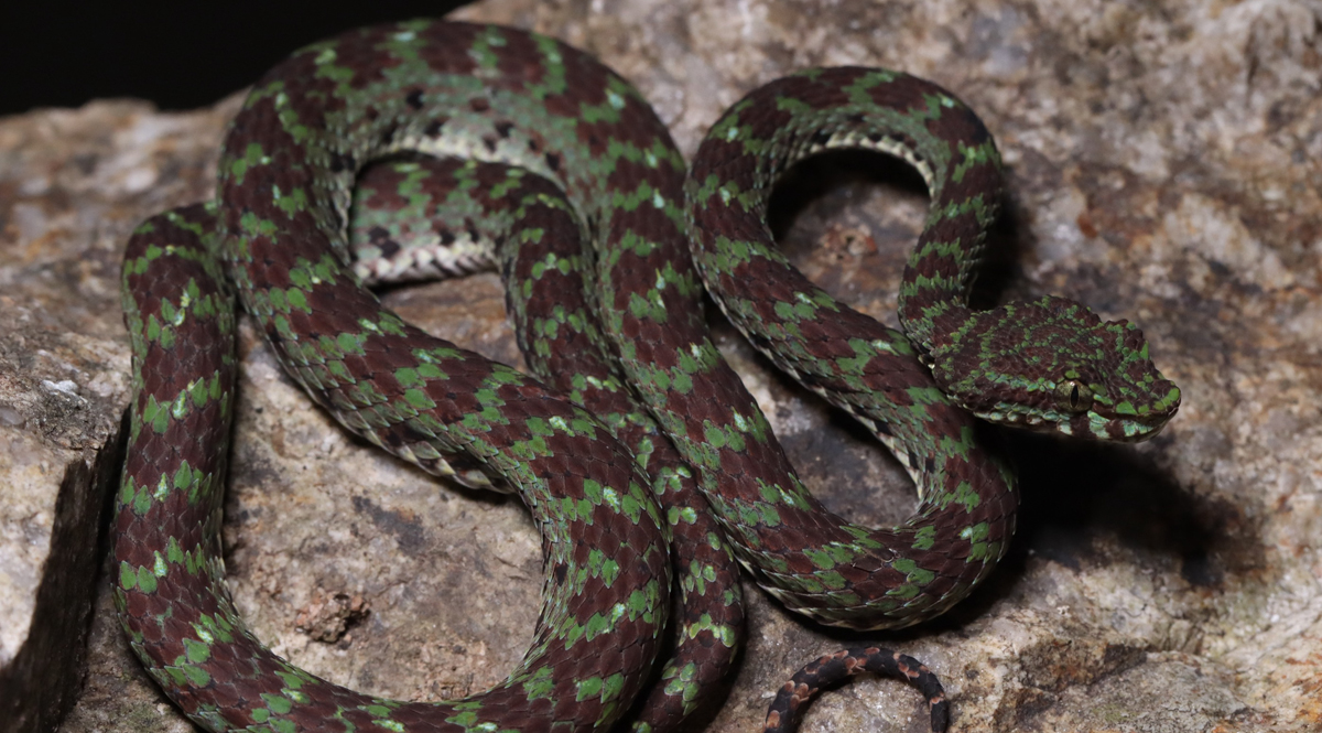 ค้นพบ ‘งูหางไหม้เขาหินปูน’ งูชนิดใหม่ของโลก ที่อุทยานแห่งชาติทะเลบัน  