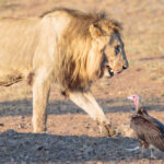 เพราะมีแร้งจึงมีเสือ การอนุรักษ์ ‘แร้ง’ ในแซมเบียทำให้ ‘เสือ-สิงโต’ ถูกล่าน้อยลง