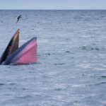 พบวาฬบรูด้าและโลมาอิรวดีที่อ่าวไทยตอนบน สัตว์สองชนิดสำคัญแห่งท้องทะเลไทย 