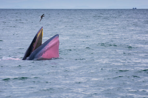 พบวาฬบรูด้าและโลมาอิรวดีที่อ่าวไทยตอนบน สัตว์สองชนิดสำคัญแห่งท้องทะเลไทย 