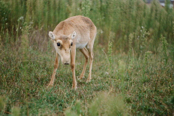 IUCN เผย! สัตว์อีก 44,000 ชนิด กำลังเสี่ยงสูญพันธุ์ จากการเปลี่ยนแปลงสภาพภูมิอากาศ