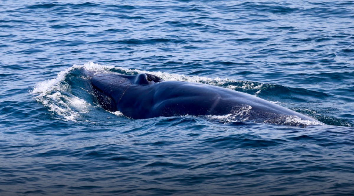 สุดจะหายาก! พบ ‘วาฬโอมูระเผือก’ โผล่กลางทะเลภูเก็ต ทช.สั่งออกสำรวจเพิ่ม จนพบแต่ไม่เผือก 