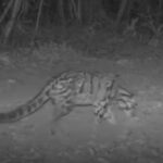 ข่าวดี! กล้องดักถ่ายบันทึกภาพ ‘ครอบครัวเสือลายเมฆ’ ได้เป็นครั้งแรก เขตรักษาพันธุ์สัตว์ป่าเขาอ่างฤาไน 