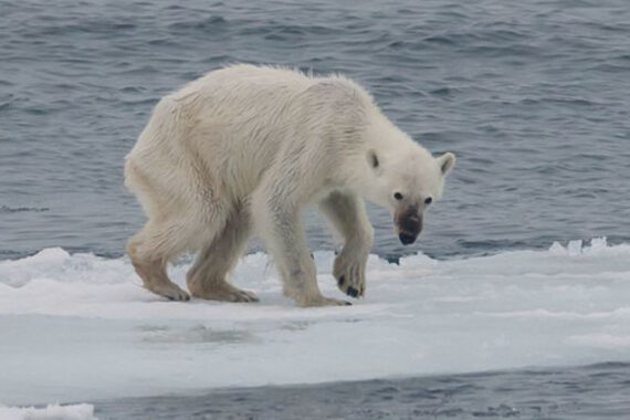 หมีอ้วนจะไม่อ้วนอีกแล้ว น้ำแข็งเริ่มน้อย หาอาหารยิ่งยาก หนทางเอาตัวรอดลดลง 