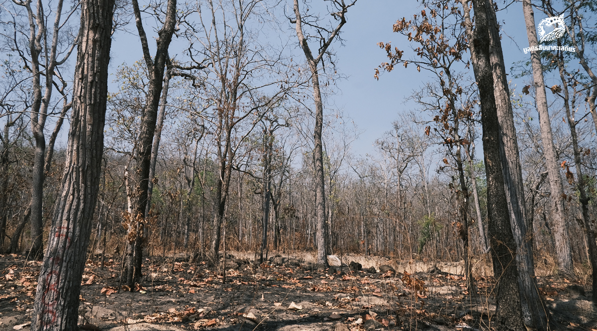 สำรวจพื้นที่ก่อสร้างบ้านพักเจ้าหน้าที่พิทักษ์ป่า ประจำเขตห้ามล่าสัตว์ป่าศรีสวัสดิ์ 