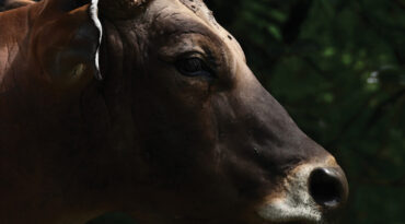 นิทรรศการภาพถ่าย วัวแดง... ลมหายใจแห่งป่าราบต่ำ