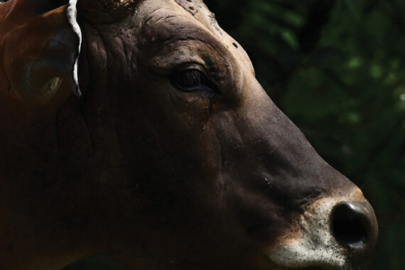 นิทรรศการภาพถ่าย วัวแดง… ลมหายใจแห่งป่าราบต่ำ