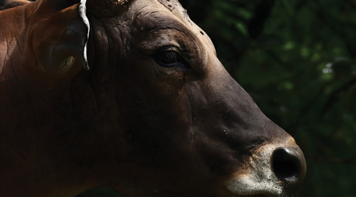 นิทรรศการภาพถ่าย วัวแดง… ลมหายใจแห่งป่าราบต่ำ