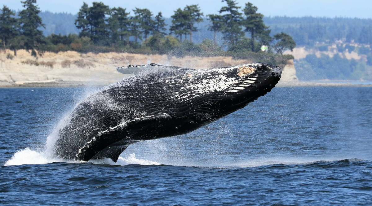 นักวิทยาศาสตร์ค้นพบว่า วาฬร้องเพลงได้อย่างไร