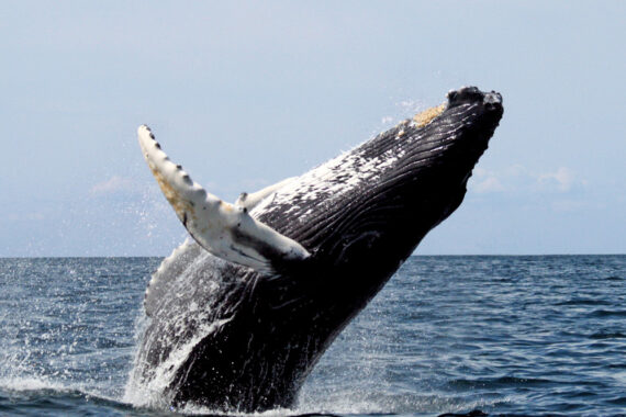 เสียงร้องเพลงและการเดินทางของ ‘วาฬหลังค่อม’