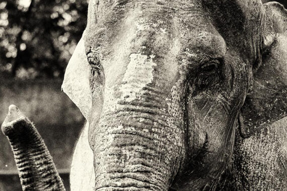 ‘ฮานาโกะ’ ช้างที่โดดเดี่ยวที่สุดในโลก 