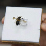 ผึ้งหลวงหิมาลัย การค้นพบรังผึ้งที่อาศัยตามแนวเทือกเขาหิมาลัยที่ดอยผ้าห่มปก