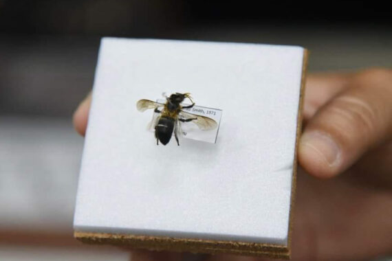 ผึ้งหลวงหิมาลัย การค้นพบรังผึ้งที่อาศัยตามแนวเทือกเขาหิมาลัยที่ดอยผ้าห่มปก