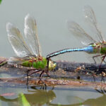 แมลงปอ ผู้พิทักษ์พื้นที่ชุ่มน้ำ 