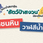 ‘นกชนหิน’ และ ‘วาฬสีน้ำเงิน’ สมาชิกใหม่ สัตว์ป่าสงวนไทย