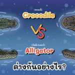 จระเข้และอัลลิเกเตอร์ กับความเหมือนที่แตกต่างกัน 