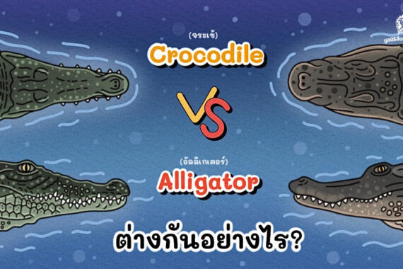 จระเข้และอัลลิเกเตอร์ กับความเหมือนที่แตกต่างกัน 