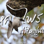 วิหคไพรทุ่งใหญ่นเรศวร