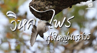 วิหคไพรทุ่งใหญ่นเรศวร
