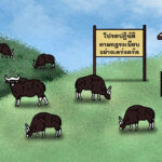 ต้องเว้นระยะห่างแค่ไหน ถึงเรียกว่าปลอดภัย ตอน กระทิง