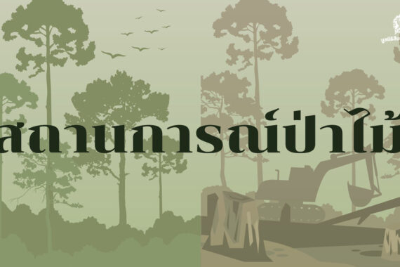 สถานการณ์ป่าไม้ประเทศไทย ปี 2567