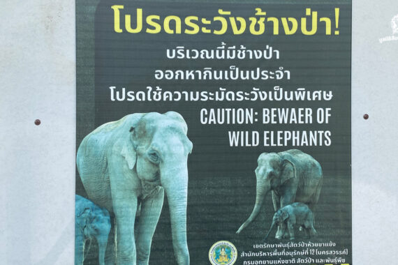คนเฝ้าช้าง (ตอน 2)