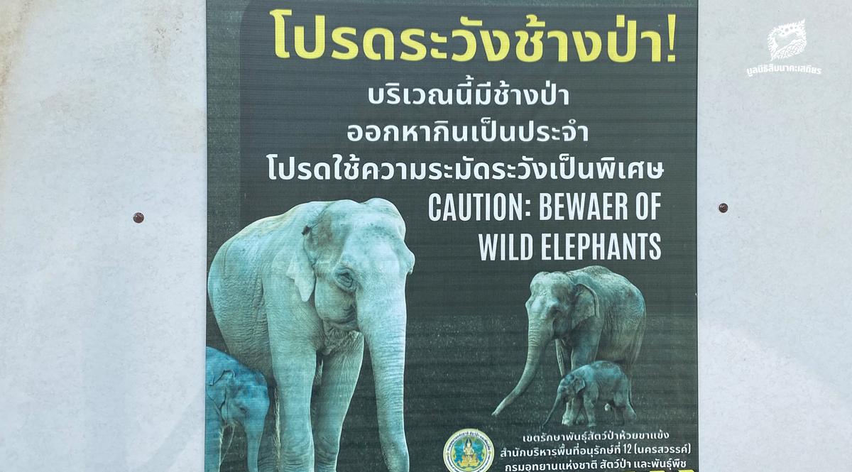 คนเฝ้าช้าง (ตอน 2)