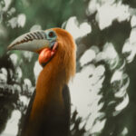 เทศกาลนกเงือก Hornbill Fest 2025 WONDERFUL NEST การอนุรักษ์เริ่มต้นได้จากจุดเล็กๆ ที่ตัวเรา